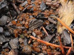 Anthracobia maurilabra