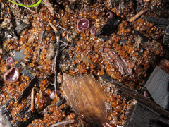Anthracobia maurilabra