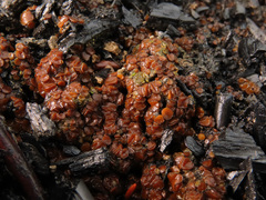 Anthracobia maurilabra