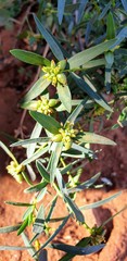 Pimelea microcephala