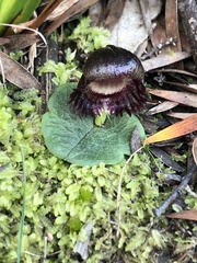 Corybas diemenicus