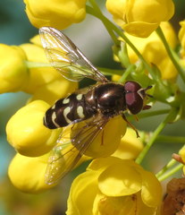 Dasysyrphus intrudens