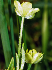 Ranunculus arvensis