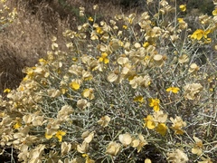 Psilostrophe cooperi