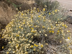 Psilostrophe cooperi