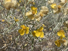 Psilostrophe cooperi