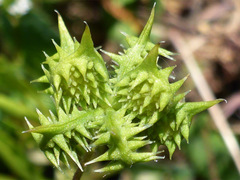 Ranunculus arvensis