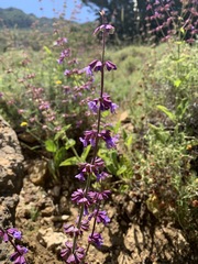 Salvia judaica