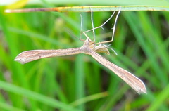 Stenoptilia