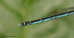Agriocnemis lacteola