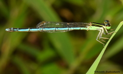 Agriocnemis lacteola