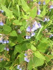 Symphytum × uplandicum