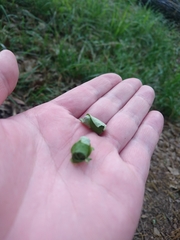 Apoderus jekelii