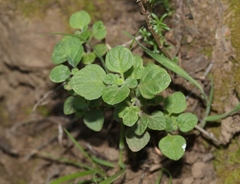 Clinopodium chandleri