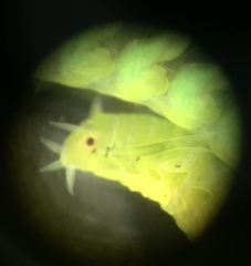 Eulalia viridis image