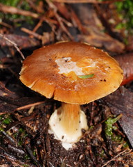 Cortinarius phalarus