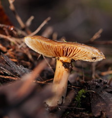 Cortinarius phalarus