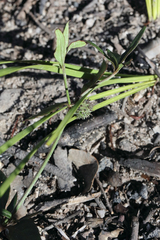Opercularia hispida