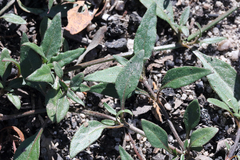 Opercularia hispida