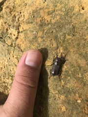 Prosopocoilus