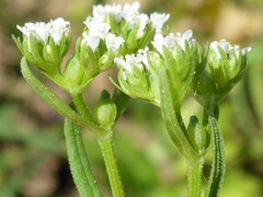 Valerianella rimosa