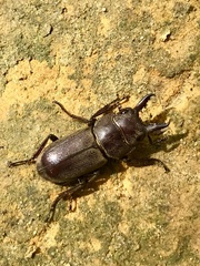 Prosopocoilus