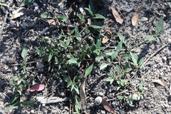 Opercularia hispida