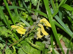 Corydalis pallida