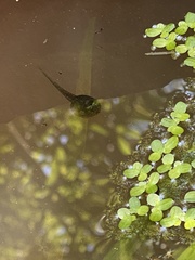 Pseudacris cadaverina