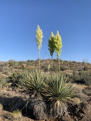 Nolina bigelovii