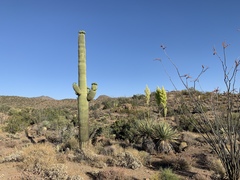 Nolina bigelovii