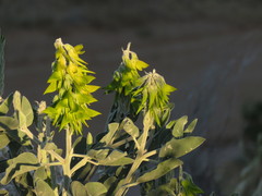Crotalaria cunninghamii