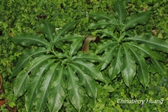 Arisaema ilanense