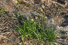 Carex michelii