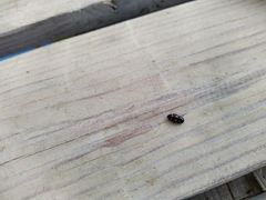 Glischrochilus hortensis