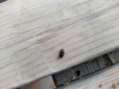 Glischrochilus hortensis