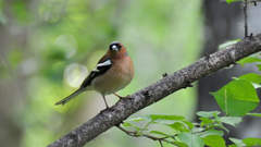 Fringilla coelebs