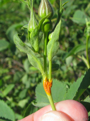 Phragmidium mucronatum