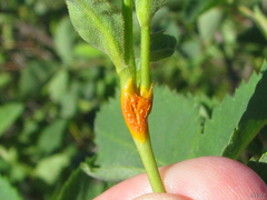 Phragmidium mucronatum