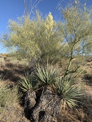 Nolina bigelovii