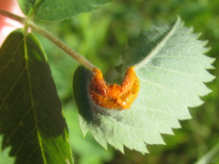 Phragmidium mucronatum