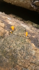 Dacrymyces spathularia