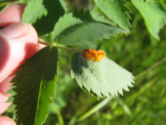 Phragmidium mucronatum