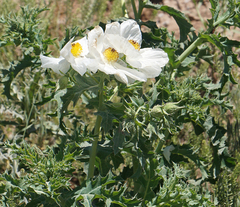 Argemone albiflora