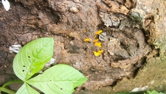 Dacrymyces spathularia