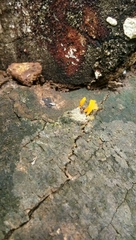 Dacrymyces spathularia