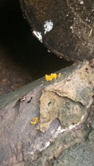 Dacrymyces spathularia