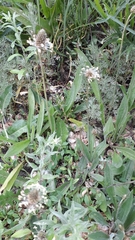 Plantago lanceolata