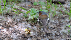 Fringilla coelebs