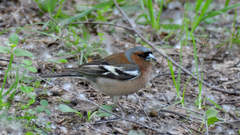 Fringilla coelebs